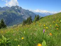 Wiese voller Alpenblumen,              Schchental