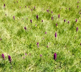 Wiesen voller Knabenkraut im Moor Turbenriet-Gamperfin. Foto Margrit Brunner