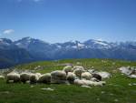 am
                  Lengsee - auch Schafe geniessen die Aussicht