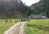 Ziegen auf der Alp
                  Cavloc