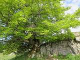 schöner Baum auf
                  dem Crêt de la Neuve
