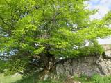 schöner Baum auf
                  dem Crêt de la Neuve