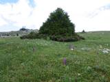 Jura-Naturlandschaft mit Orchideen, Grand
                  Cunay