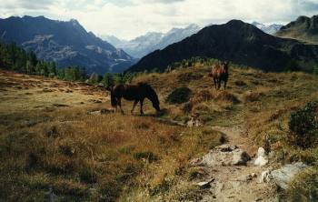 Passo Forca, 1996