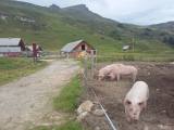 glückliche
                  Schweine auf der Alp Fursch