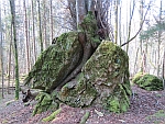 Wurzelkraft im Auenwaldreservat
                      Seldenhalde