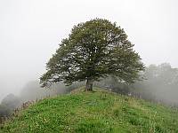 schöne                  Buche auf dem Tweralpspitz