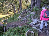 Wurzelweg Habergschwänd - Chellboden Wurzelweg Habergschwänd - Chellboden