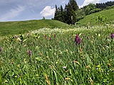 Blumenweisen Nähe Stelsersee