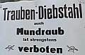 Trauben-Diebstahl,
            auch Mundraub ist strengstens verboten!