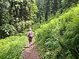 Farnfelder im Chrampfeggwald