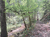 dem Tabaillon entlang durch schattigen Wald