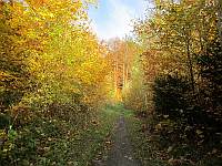 Herbstwald
            oberhalb Buchs SG Richtung Berghaus Malbun, Tageswanderung
            403