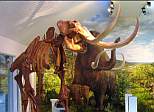 Bild: Mammutmuseum
          Niederweningen