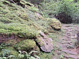 moosiger Wald in allen Schattierungen