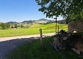 oberhalb Chr�g, K�he suchen den Schatten