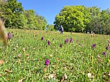 Orchideen im Mai: Paturage des Esserts, Mai 2025