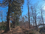 sch�ner Waldweg am Schleifenberg (Waldlehrpfad)