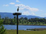 Variante Storchensiedlung Lützelsee, Mai 2017