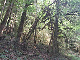 viel Moos im Wald am Tabaillon-Bach