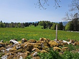 Waldrand oberhalb Romontberg, Mai 2025