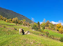 Wiesentrampelpfad durch Weiden Wiesentrampelpfad durch Weiden