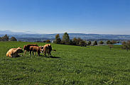 Wilen bei Ober Hittnau, K�he und ihre Jungen, Sep.2026