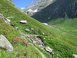 Alpenrosen im Val Val