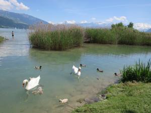 am
                  Thunersee, Bonstetterpark