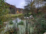 Naturschutzgebiet Emmenmätteli, Okt. 2021