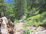 Abstieg im Albula-Schutzwald