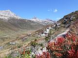 Heidelbeeren im Herbst auf dem Weg zum
                        Oberalppass