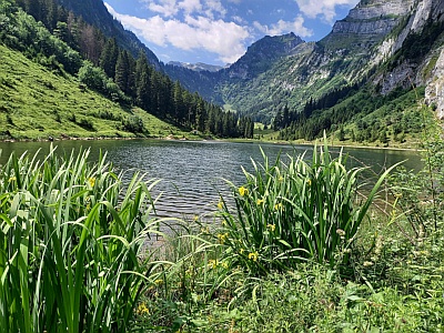 Schwertlilien am Talalpsee, Juni 2023