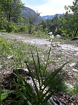 Orchideen Weisse Waldvögelein am Ticino
                  Ufer