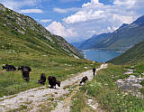 Yaks im Aufstieg zum Passo dell'uomo