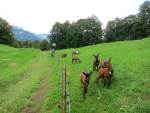 Ziegenherde am Stoffelberg